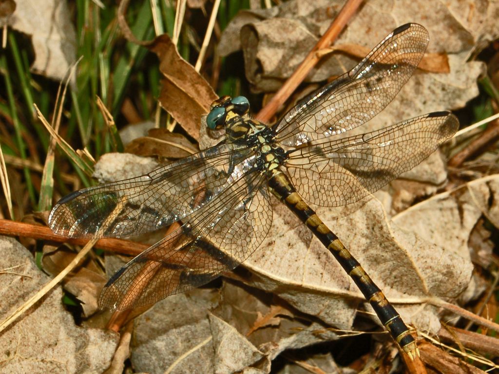 Due libellule: Onychogomphus uncatus & forcipatus